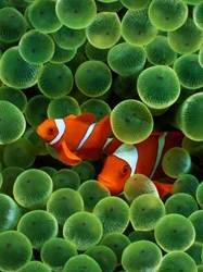 pic for Clown Fishes 480x640